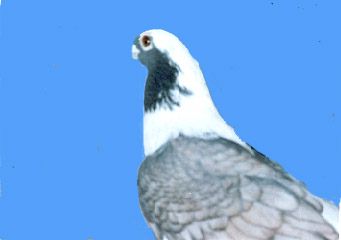 ABLAK_KHSHER_BONDOK