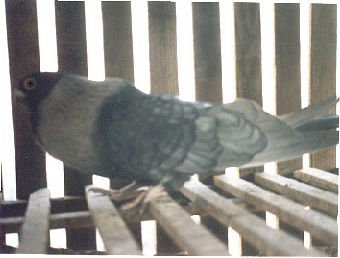 OTT'ATI