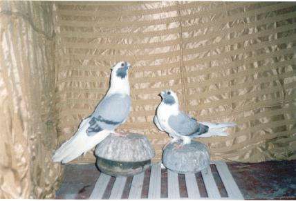 pair_ablak_akder