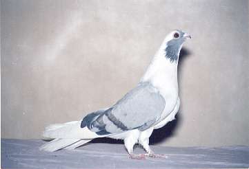 ablak_akder