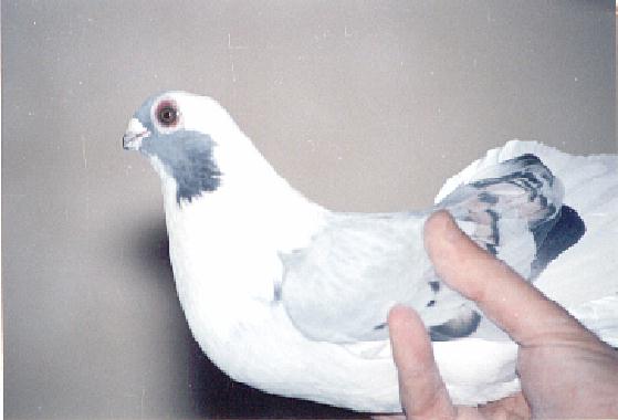 Akhder_hand