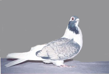 ablak_kesher_bondok