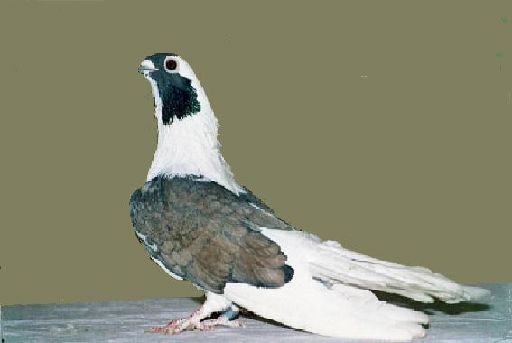 ablak_kesher_bondok