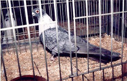 ottati