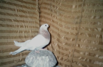 safi_rakba_safra